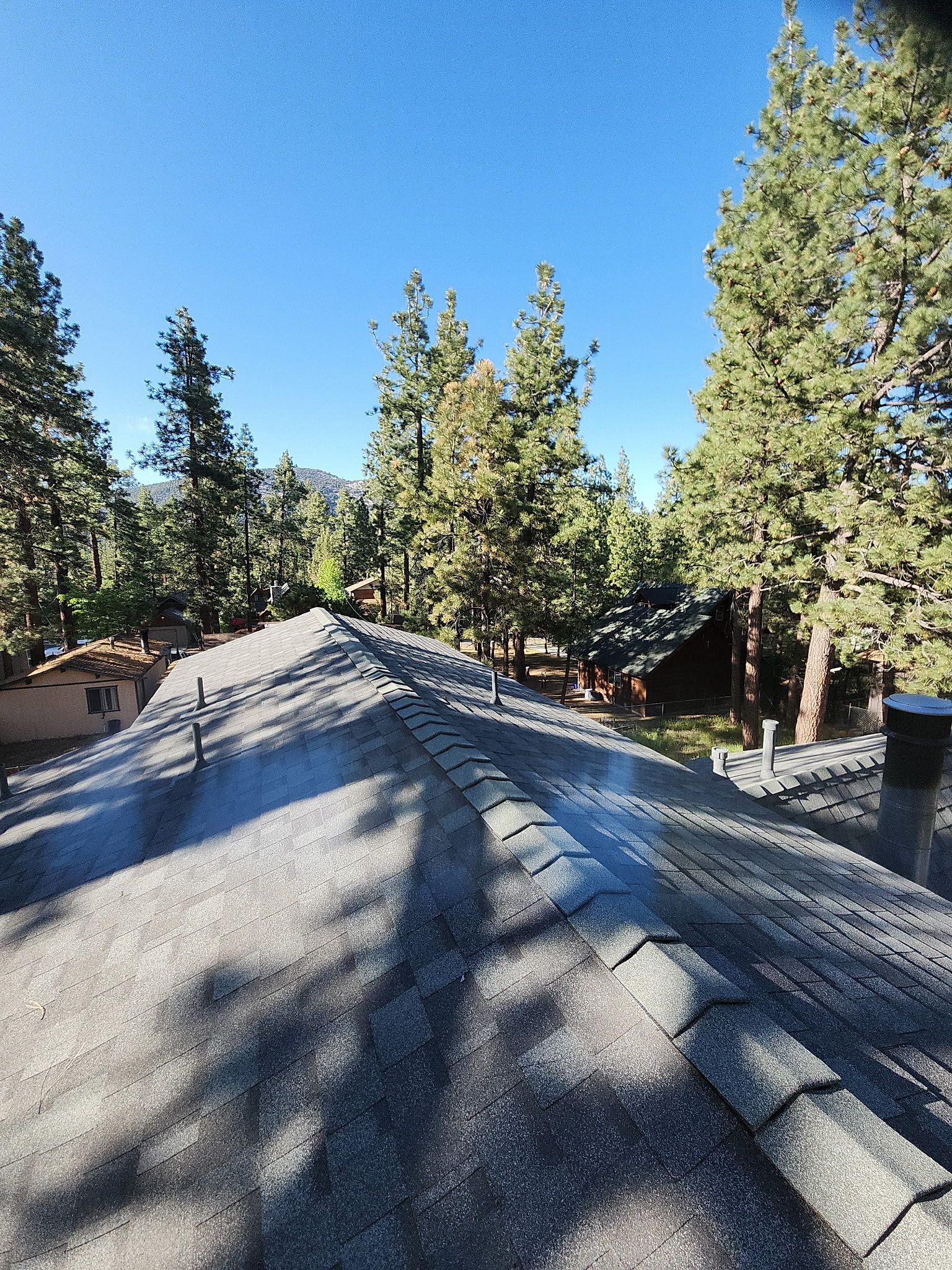 A roof with a lot of trees on it and a blue sky in the background.