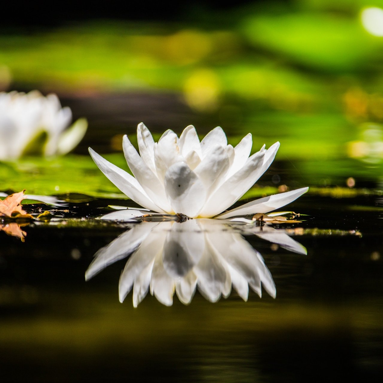 A white water lily is floating on top of a pond.