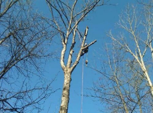 Arborist on Top Cutting a Tree — Hazardous Tree Removal in Midlothian, VA