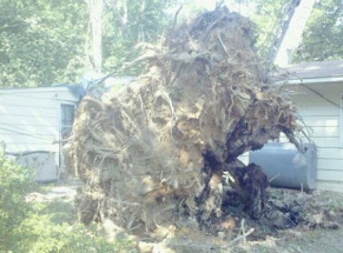 Stump Removal — Hazardous Tree Removal in Midlothian, VA