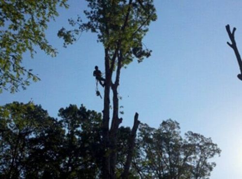 Tree Surgeon Hanging from Ropes — Hazardous Tree Removal in Midlothian, VA