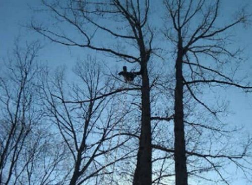 Arborist at the Top of a Tree — Hazardous Tree Removal in Midlothian, VA