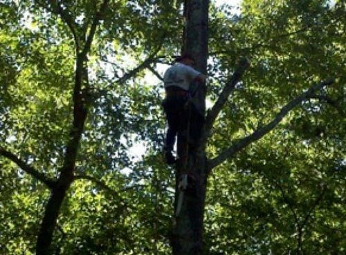 Arborist at Work — Hazardous Tree Removal in Midlothian, VA