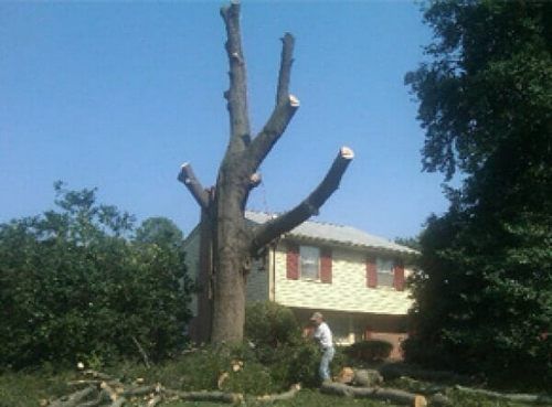 Tree Surgery on a Large Oak — Hazardous Tree Removal in Midlothian, VA