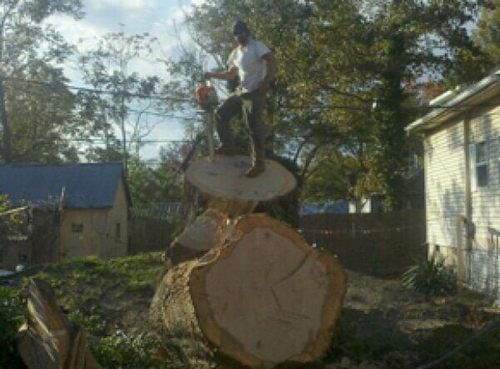 Arborist Cuts a Stump — Hazardous Tree Removal in Midlothian, VA