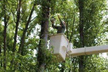 Arborists Cutting Branches — Tree Cutting in Midlothian, VA