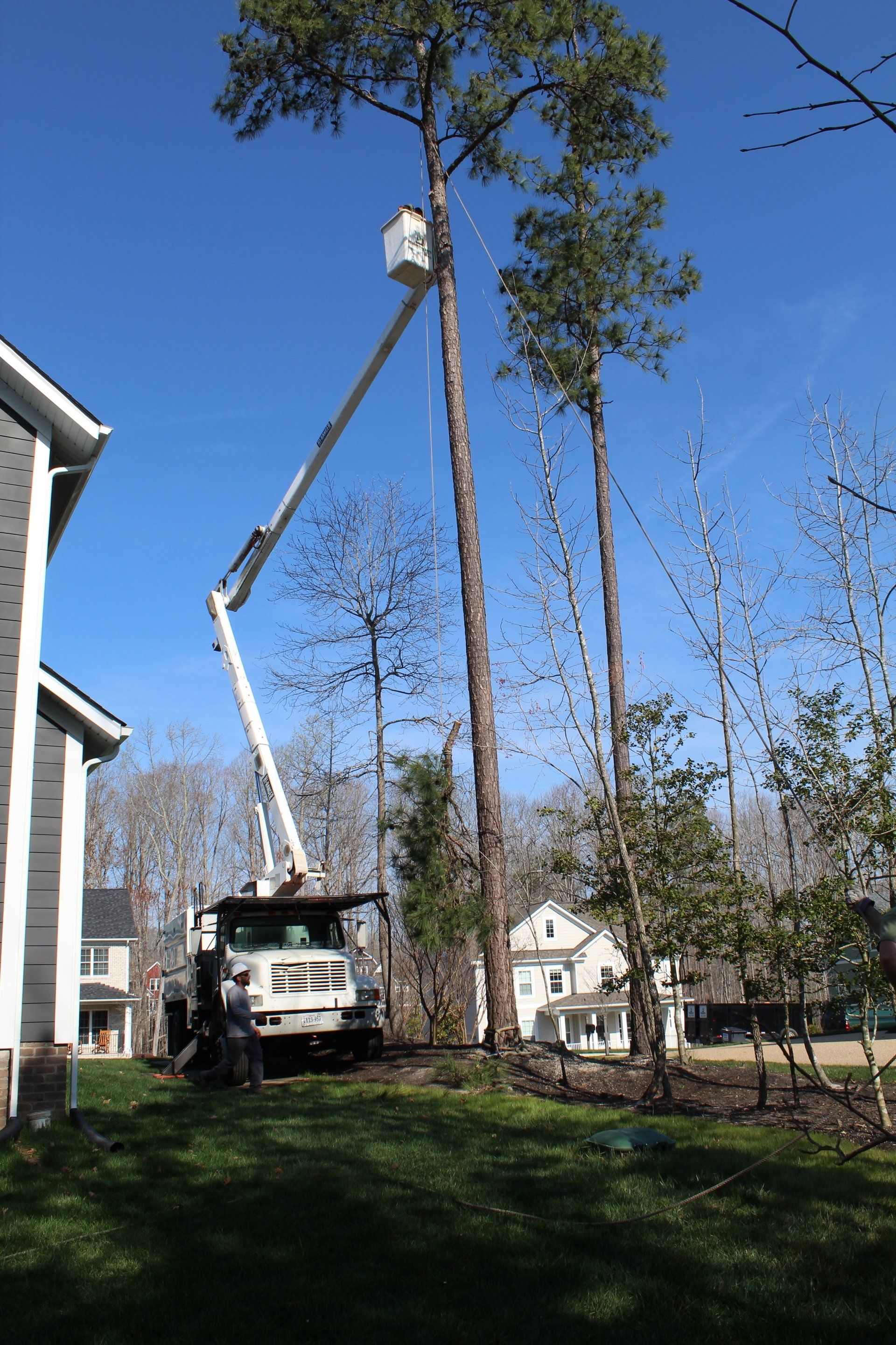 Tree Trimming | Midlothian, VA | Woodchuckers Tree Service