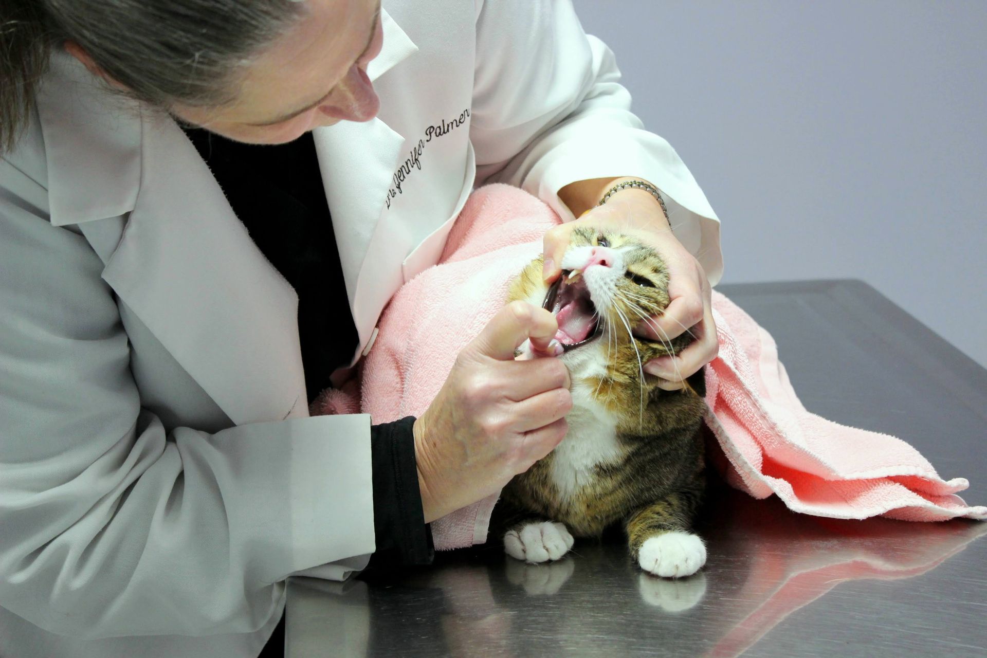 Vet Clinic Canton, GA Acres Mill Veterinary Clinic