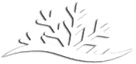 A stylized representation of coral or plant-like structures above a curved line, likely water. A stylized representation of coral or plant-like structures above a curved line, likely water.