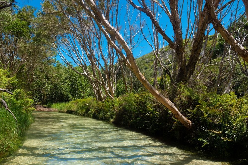 A River Surrounded by Trees and Grass on a Sunny Day — Cheyenne Drilling in Fraser Coast, QLD