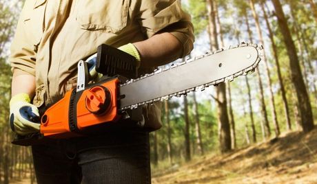 An image of Tree Cutting  in Bellevue WA