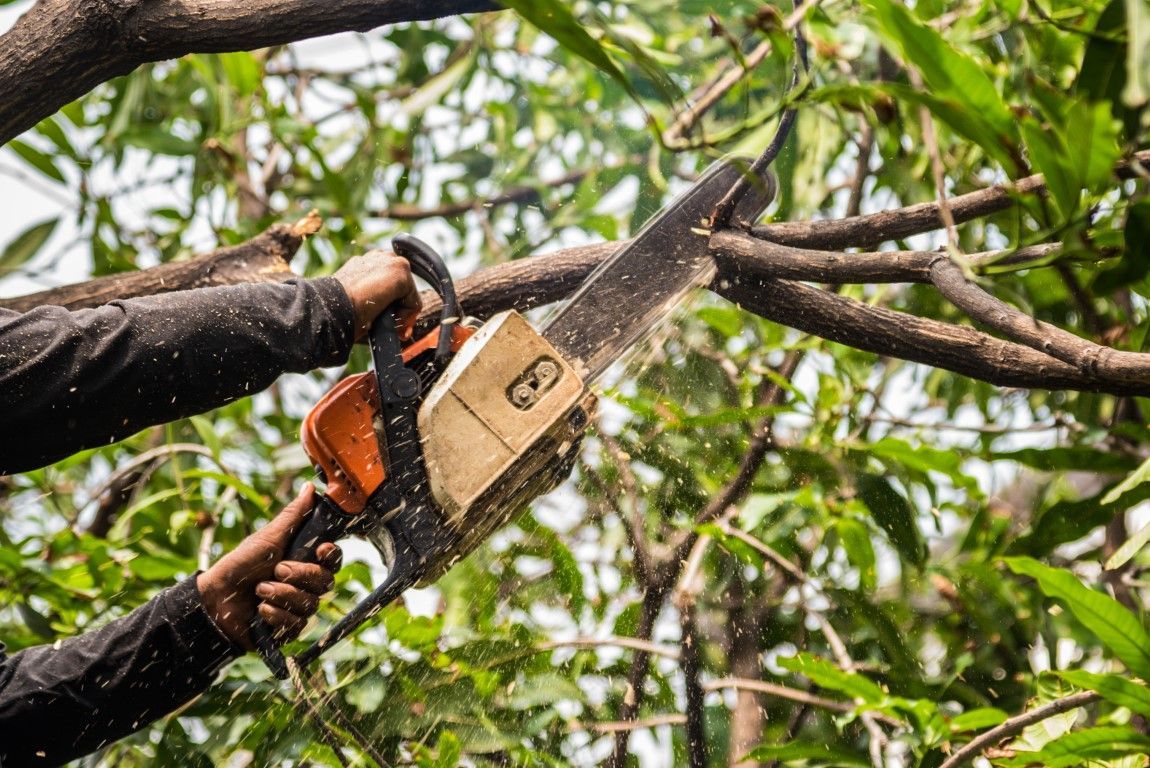 An image of Tree Trimming in Bellevue WA