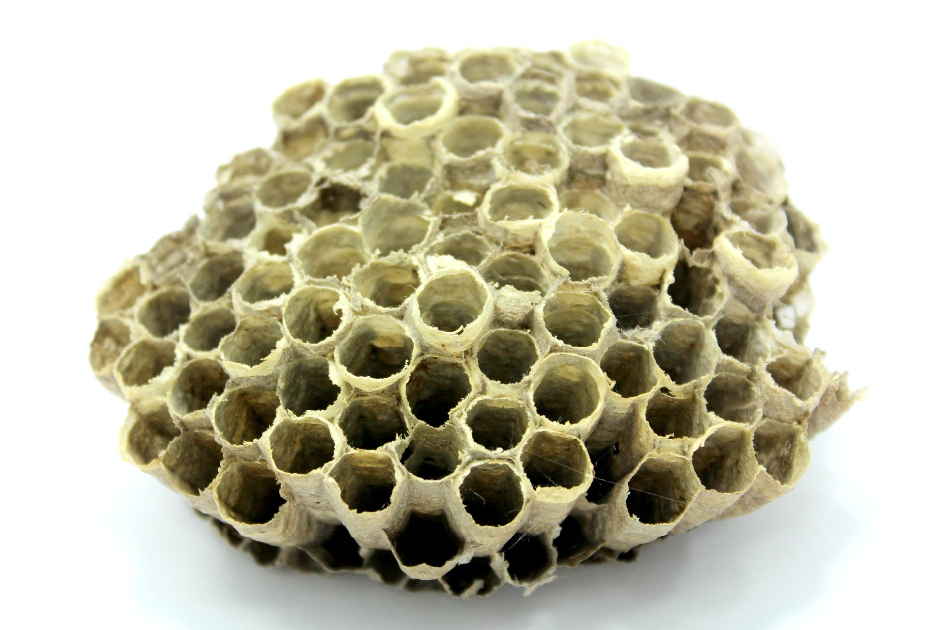 Cavity Structures Effect relating to bee hives and a relationship to transportation