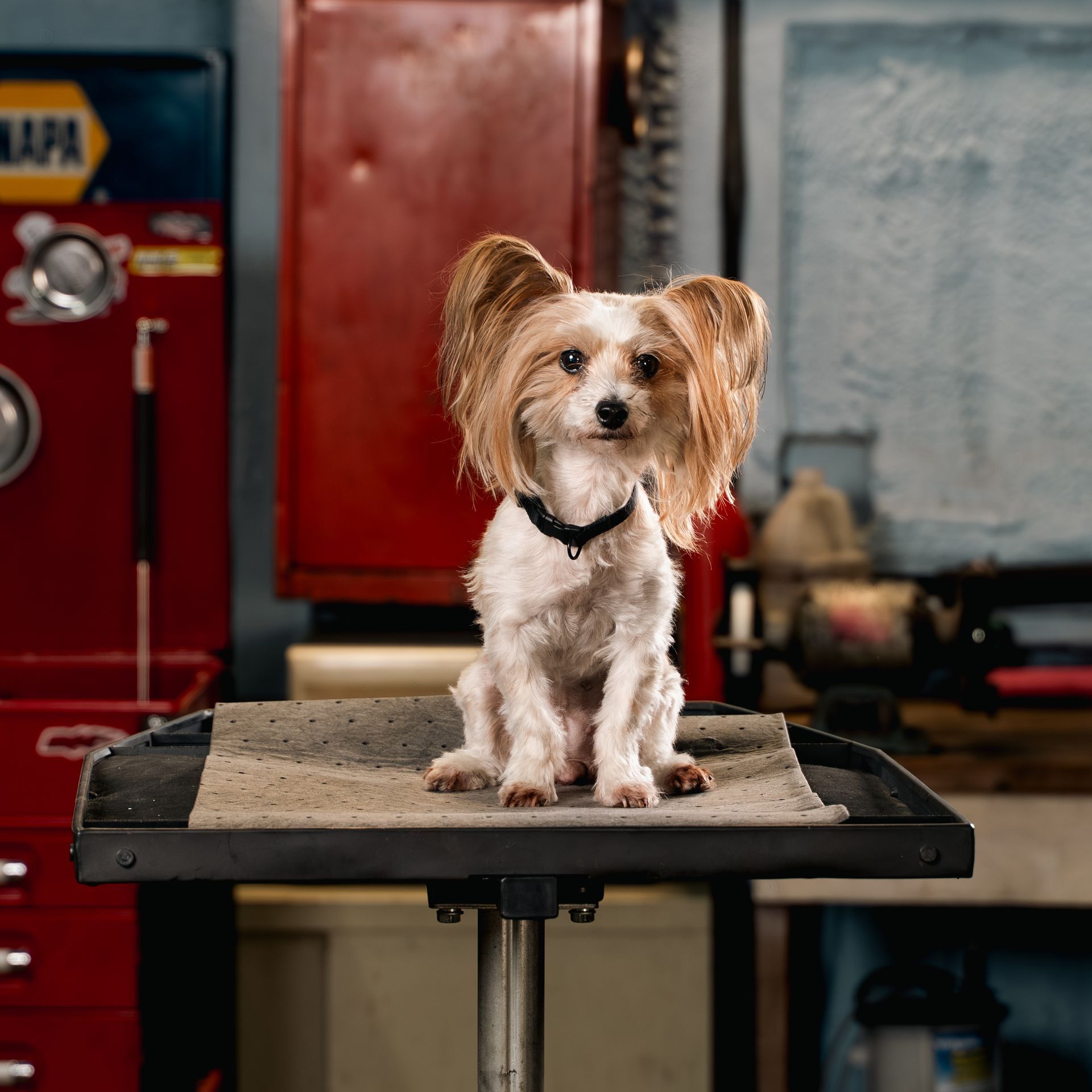 Stella - Shop Dog | David's Automotive Repair