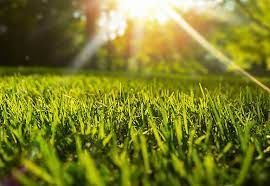 Lawn Care Services in South Carolina for Your Residential Property in South Carolina