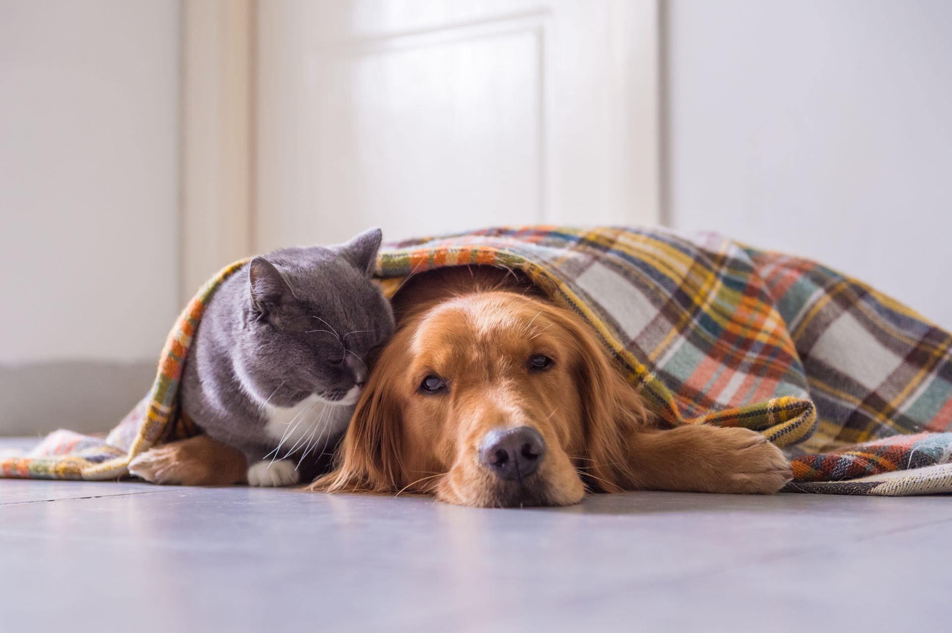 Un chien et un chat sont allongés sous une couverture.