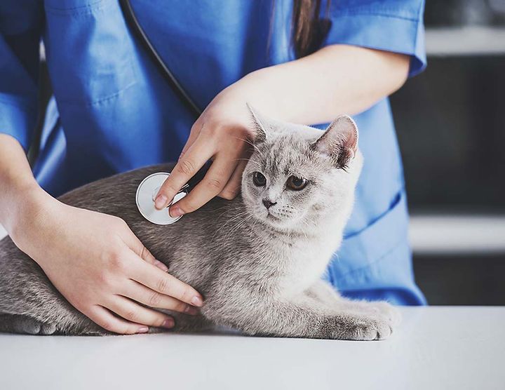 Un vétérinaire examine un chat gris avec un stéthoscope.