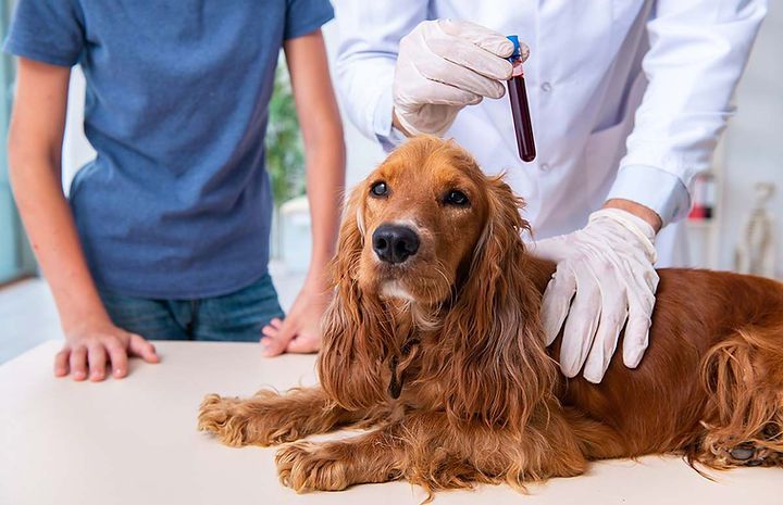 Un cocker spaniel est examiné par un vétérinaire.