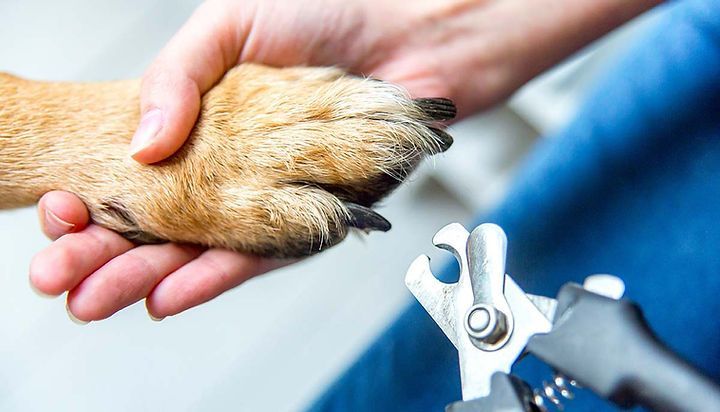 Une personne coupe les ongles d'un chien avec une paire de coupe-ongles.