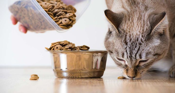 Un chat mange de la nourriture dans un bol posé sur le sol.