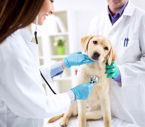 Une vétérinaire examine un chiot avec un stéthoscope.