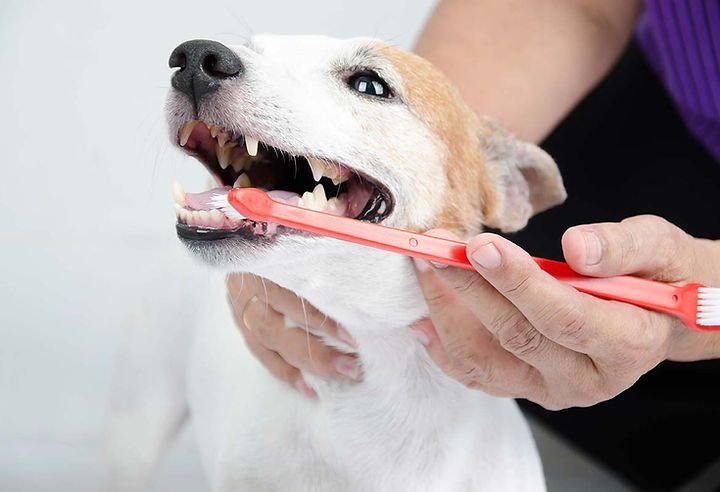Une personne brosse les dents d'un chien avec une brosse à dents rouge.