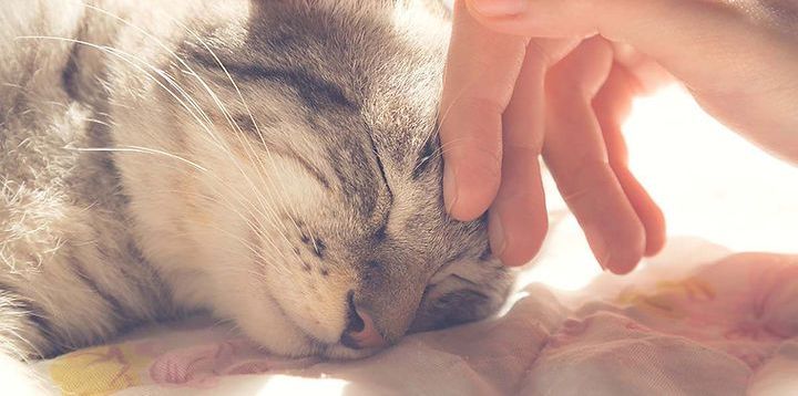 Une personne caresse un chat endormi sur un lit.