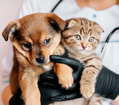 Un vétérinaire tient un chiot et un chaton dans ses mains.