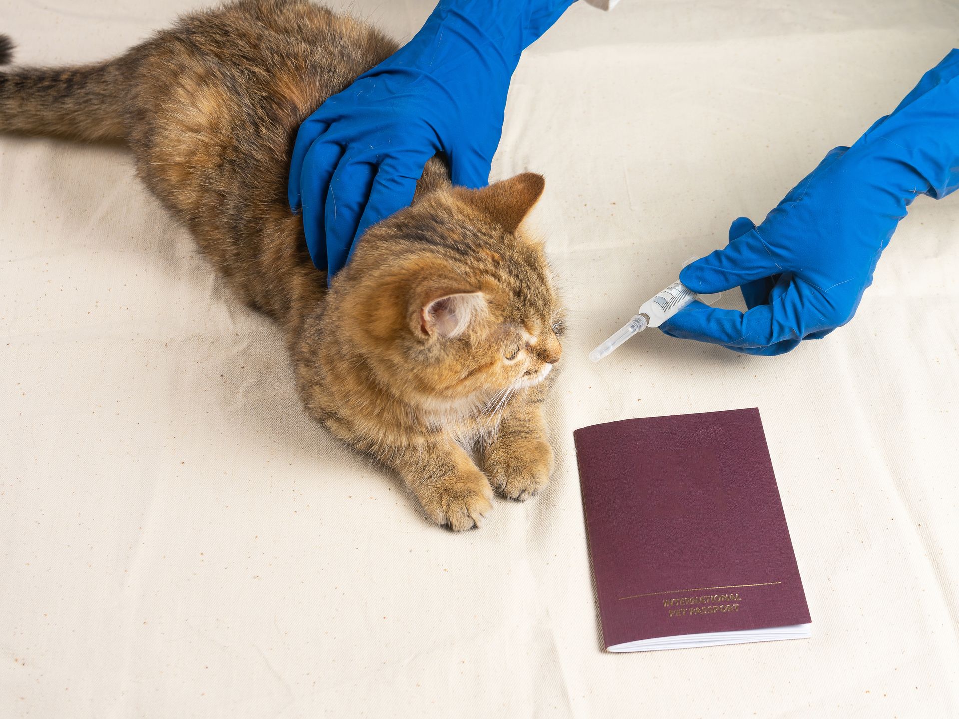 Une personne fait une injection à un chat à côté d'un passeport.