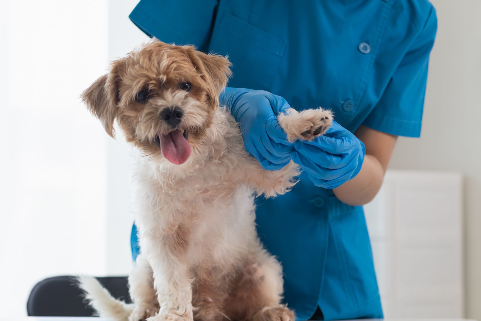 Un vétérinaire examine un petit chien brun et blanc.