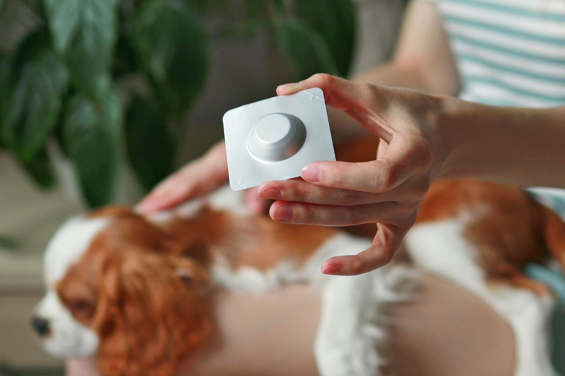 Une personne tient une pilule devant un chien.