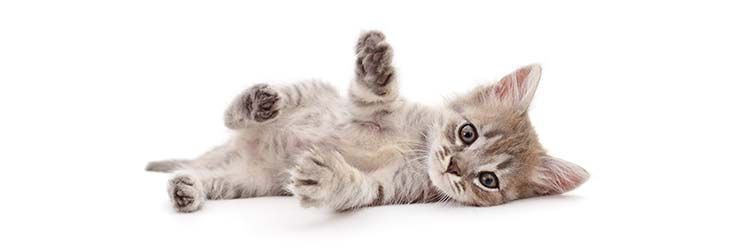 Un chaton est allongé sur le dos sur un fond blanc.