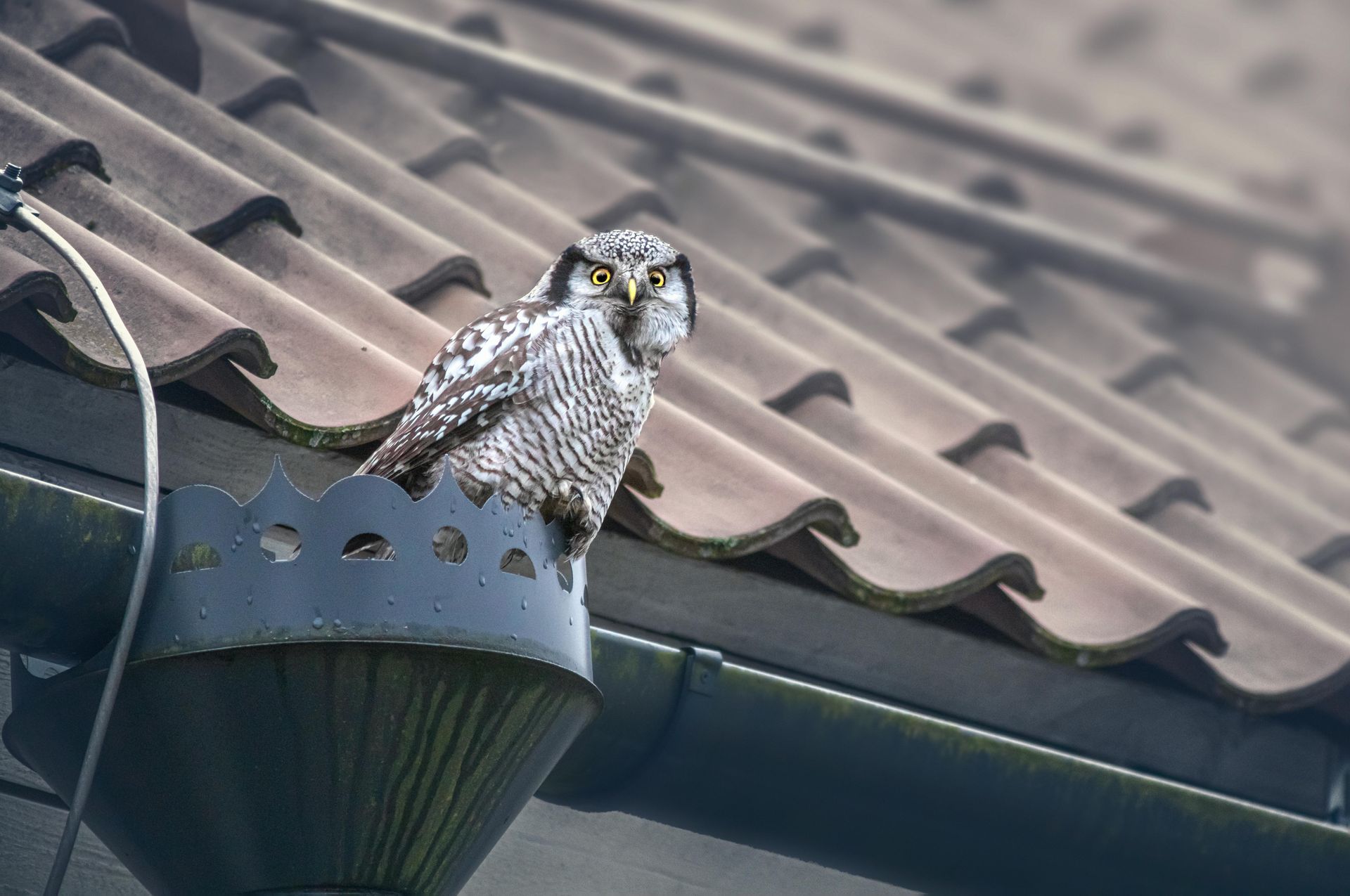 Owl perched in a gutter on a brown tiled roof, looking at the camera.