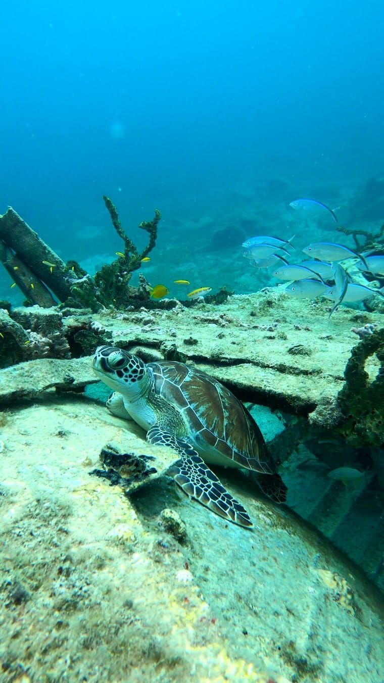 Sea turtle emerging from the sunken submarine at Little Bay, Sintβ―Maarten, in crystalβclear water