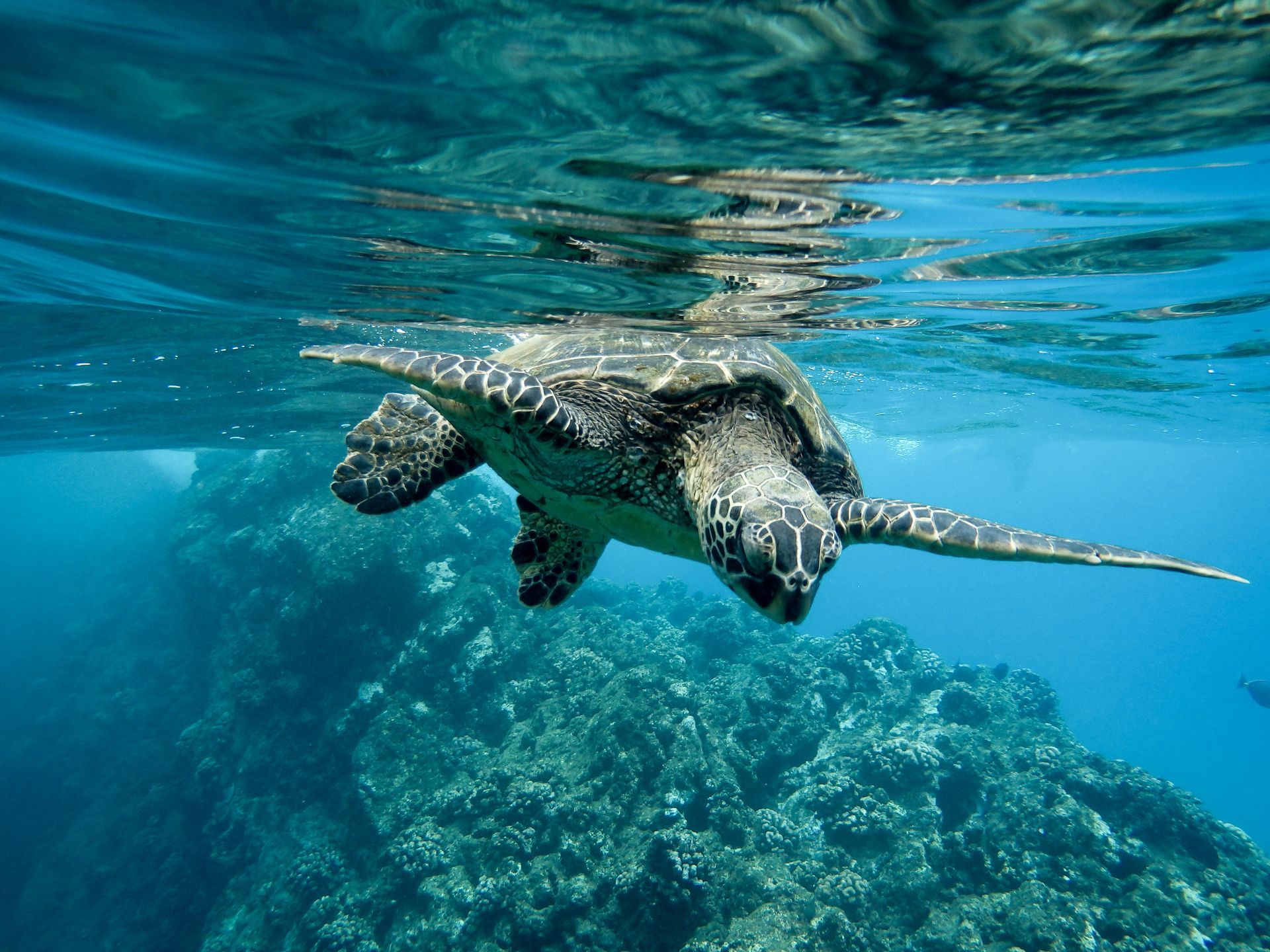 Picture of a turtle swimming