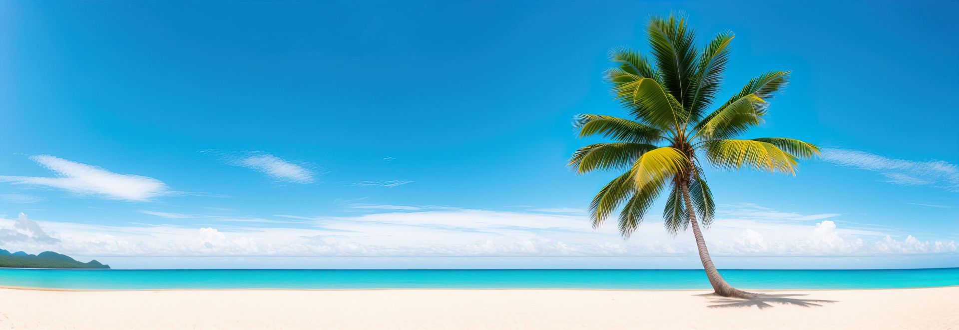 Picture of a palm tree in Sint Maarten