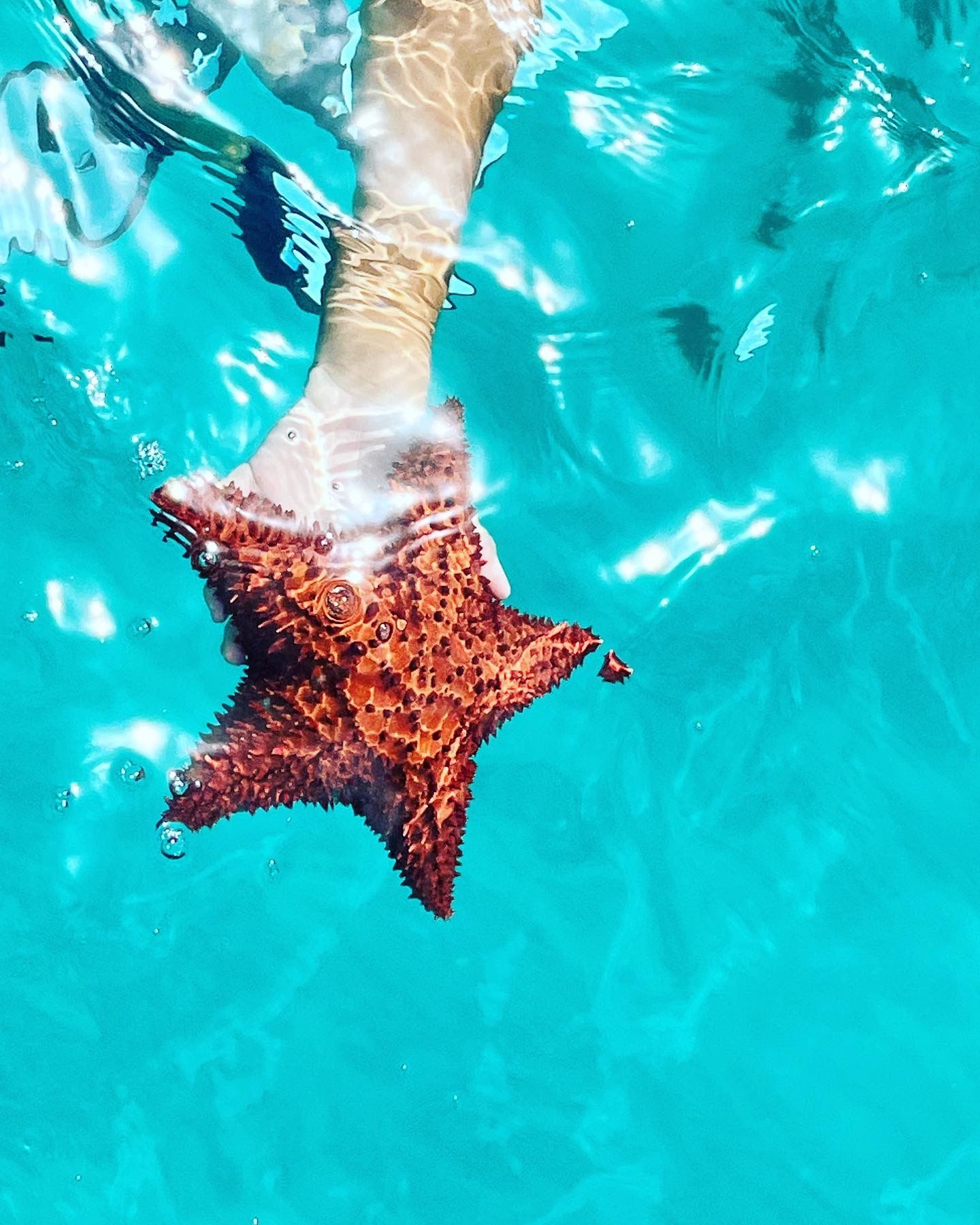 Orange starfish in the turquoise Caribbean water