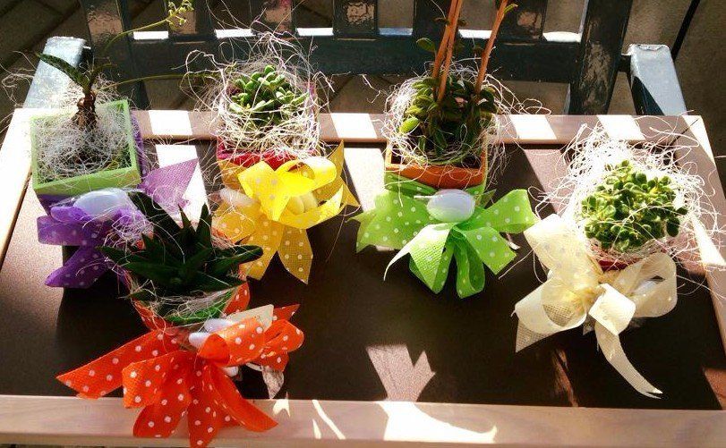 Piante grasse con confezioni regalo personalizzate