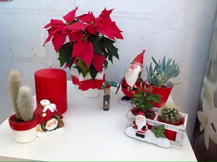 Stella di Natale e oggettistica natalizia