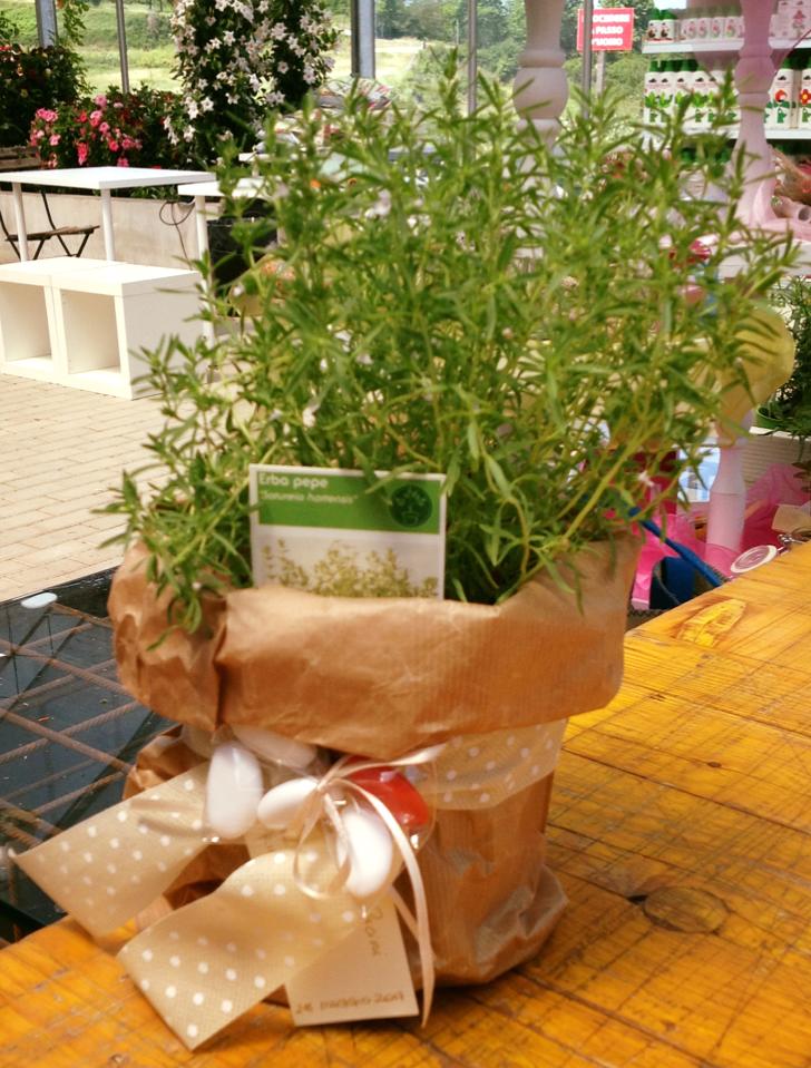 Pianta regalo con confezione regalo