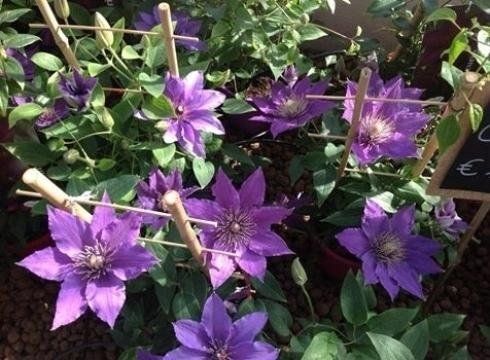 Vivaio con piante fiorite