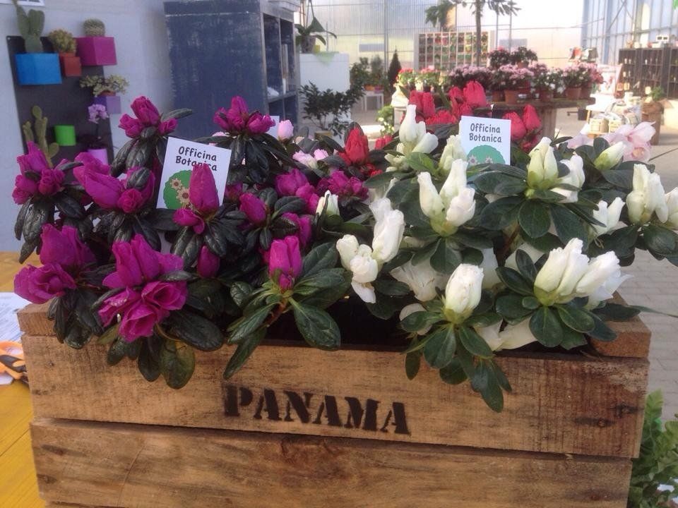 Esposizione di fiori freschi