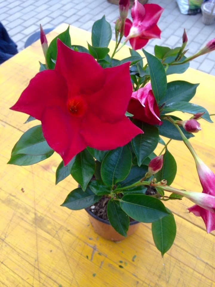 Una pianta fiorita ornamentale