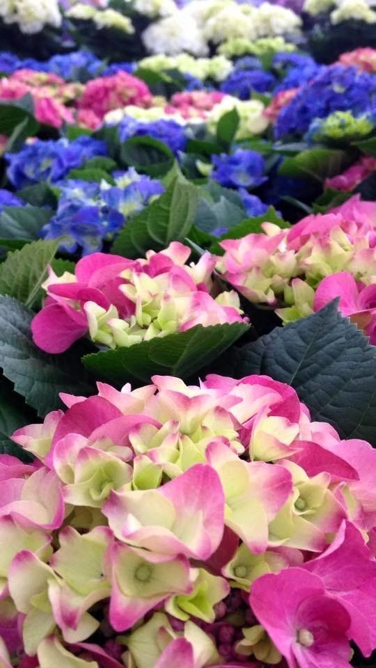 Ortensie rosa e viola