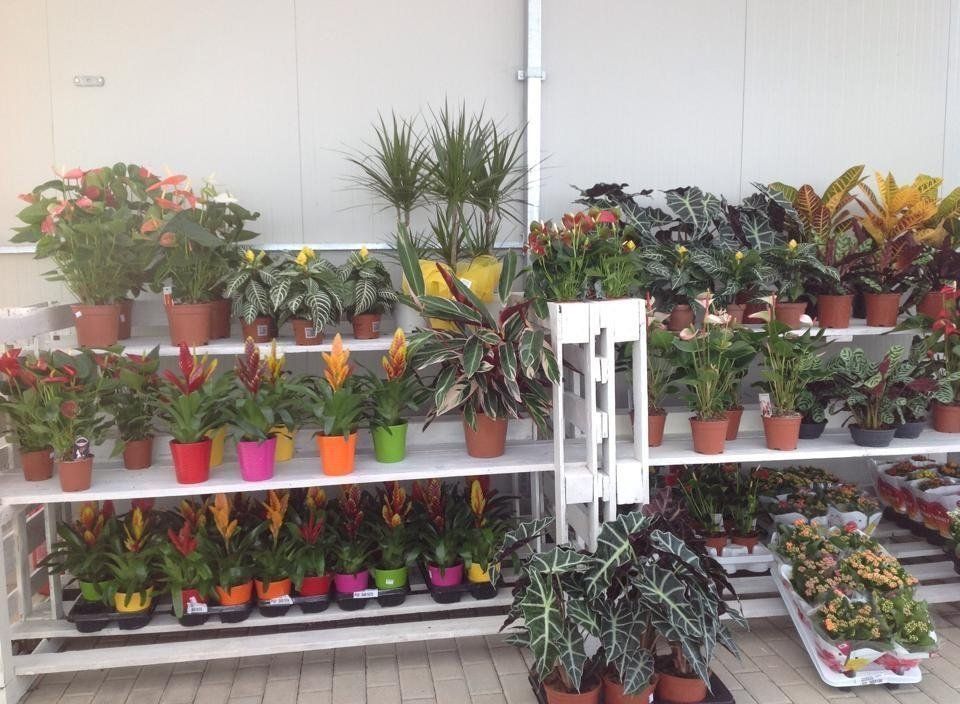 Ampio assortimento di piante ornamentali da interno