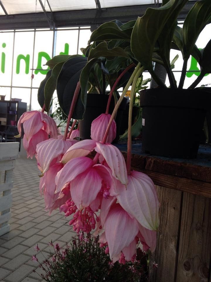 Piante fiorite in vaso