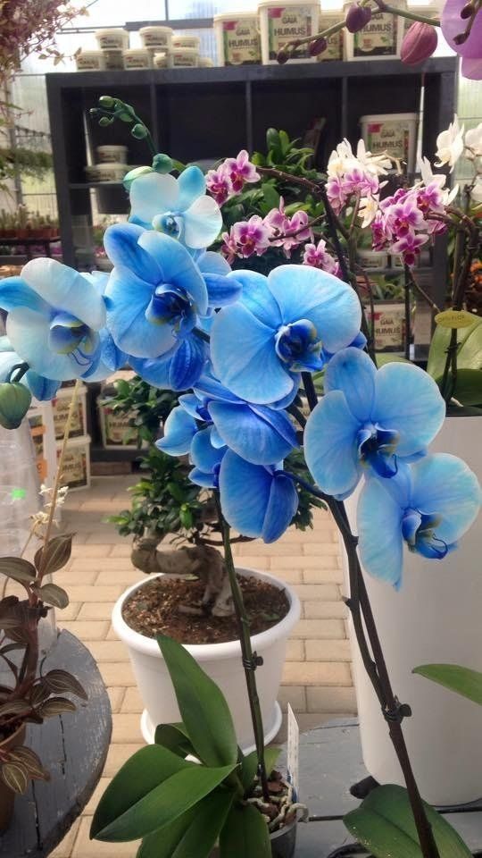 Esposizione di bonsai e orchidee