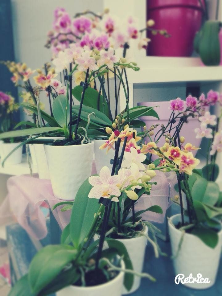 Orchidee multicolore in vasi di ceramica