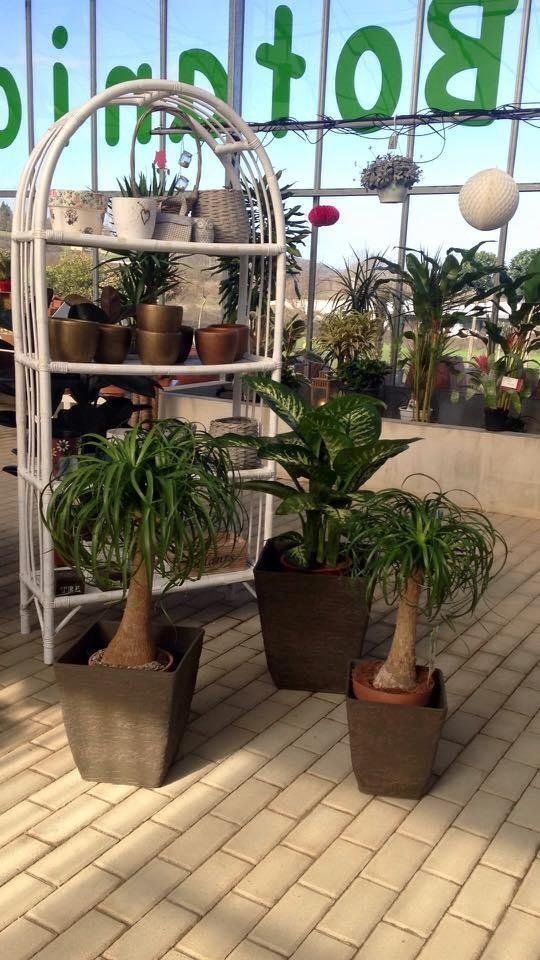 Esposizione di piante ornamentali in vaso