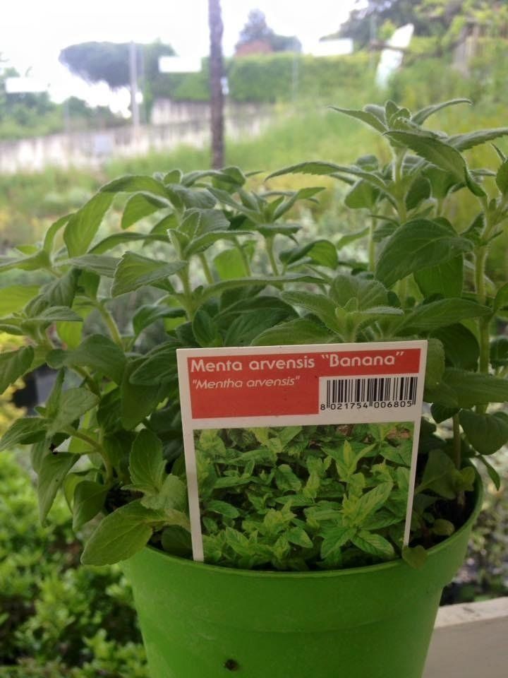 Una piantina di menta